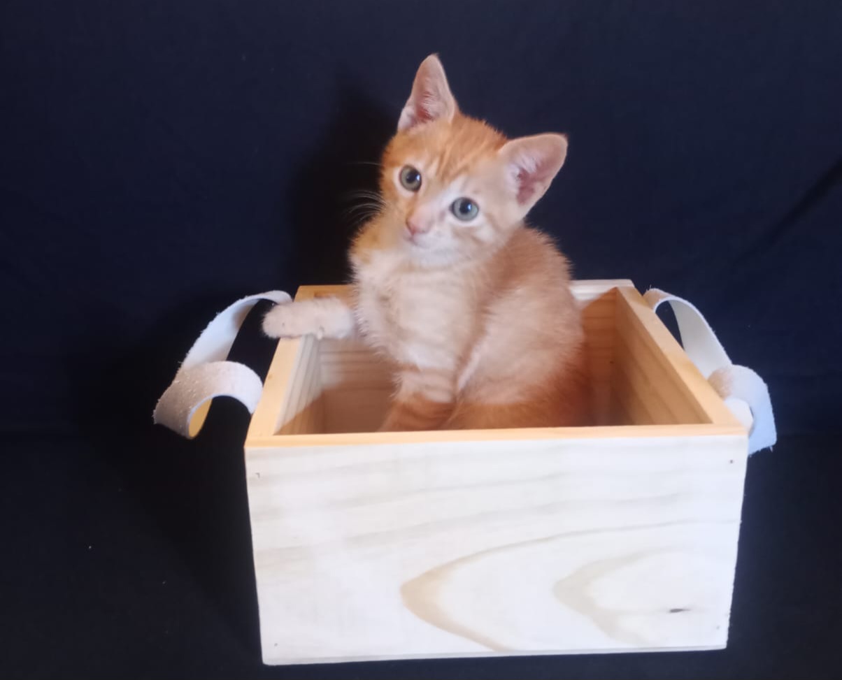 CATBOX Blog